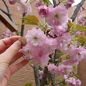 2015-04-12 2OsakaMint_Kirin_Izaki 422