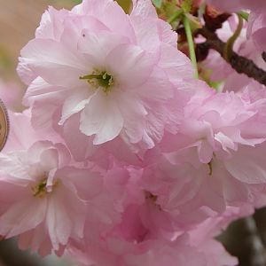 2015-04-12 2OsakaMint_Kirin_Izaki 423
