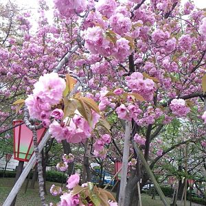 2015-04-12 2OsakaMint_Kirin_Izaki 619