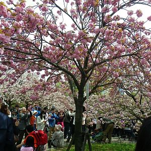 2015-04-12 2OsakaMint_Kanzan_Izaki 078