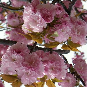 2015-04-12 2OsakaMint_Kanzan_Izaki 080