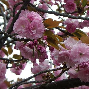 2015-04-12 2OsakaMint_Kanzan_Izaki 225