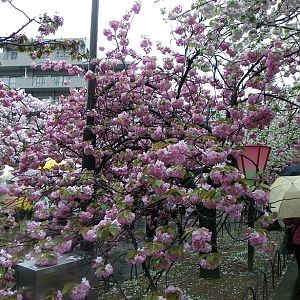 2015-04-14 OsakaMint&OsakaCastle_Kanzan_Izaki 073