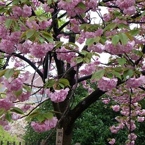 2015-04-14 OsakaMint&OsakaCastle_Kanzan_Izaki 075