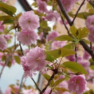 2015-04-12 2OsakaMint_Beni-jochin_Izaki 406