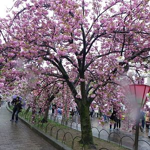2015-04-14 OsakaMint&OsakaCastle_Hanagasa_Izaki 037