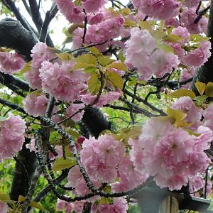 2015-04-14 OsakaMint&OsakaCastle_Hanagasa_Izaki 159