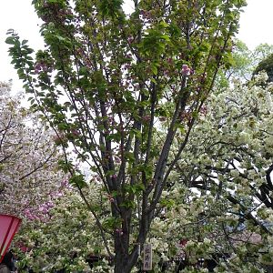 2015-04-12 2OsakaMint_Beni-shigure_Izaki 178