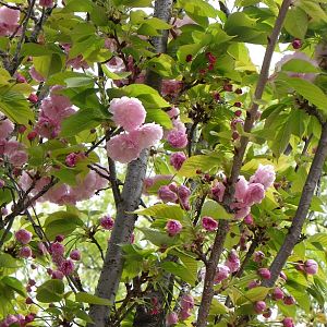 2015-04-12 2OsakaMint_Beni-shigure_Izaki 180