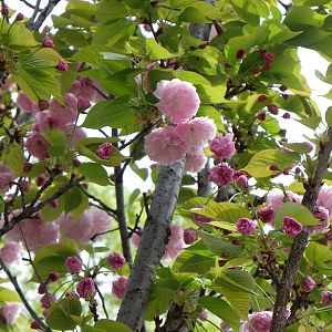 2015-04-12 2OsakaMint_Beni-shigure_Izaki 182
