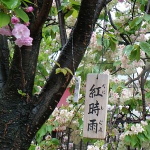 2015-04-14 OsakaMint&OsakaCastle_Beni-shigure_Izaki 137