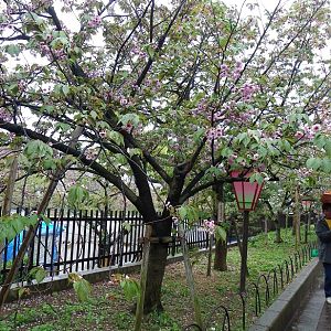2015-04-14 OsakaMint&OsakaCastle_Nison-in-fugenzo_Izaki 053