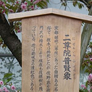 2015-04-12 2OsakaMint_Nison-in-fugenzo_Izaki 609