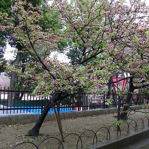2015-04-14 OsakaMint&OsakaCastle_Rokko-giku_Izaki 167