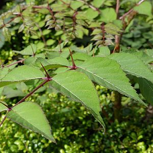 Aralia-elata_GilfordPendrell_Cutler_20160625_P1260118