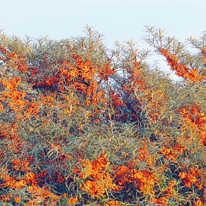 IMG_1549a