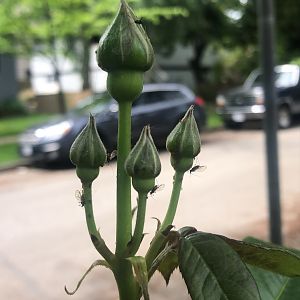 Boulevard Rose